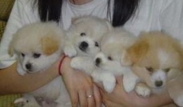 一个狗狗最新爆料图片视频,萌态百出，萌翻网友心